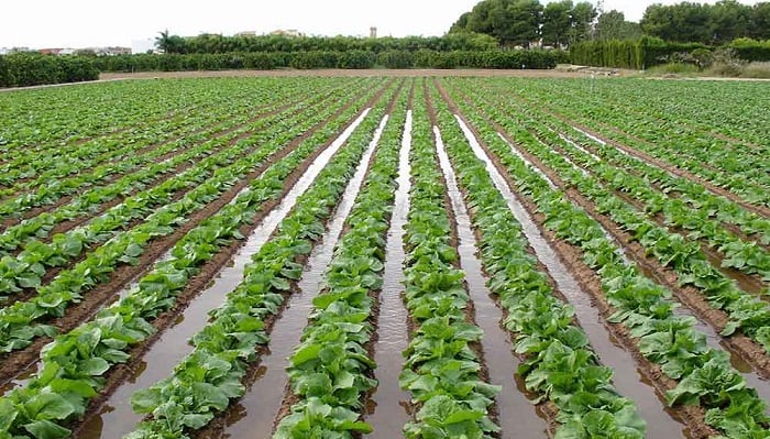 Riego por surcos, cultivo con riego por surcos